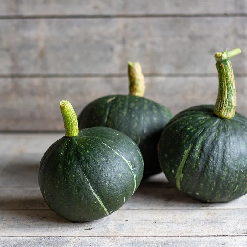 Kabocha - Delica F1