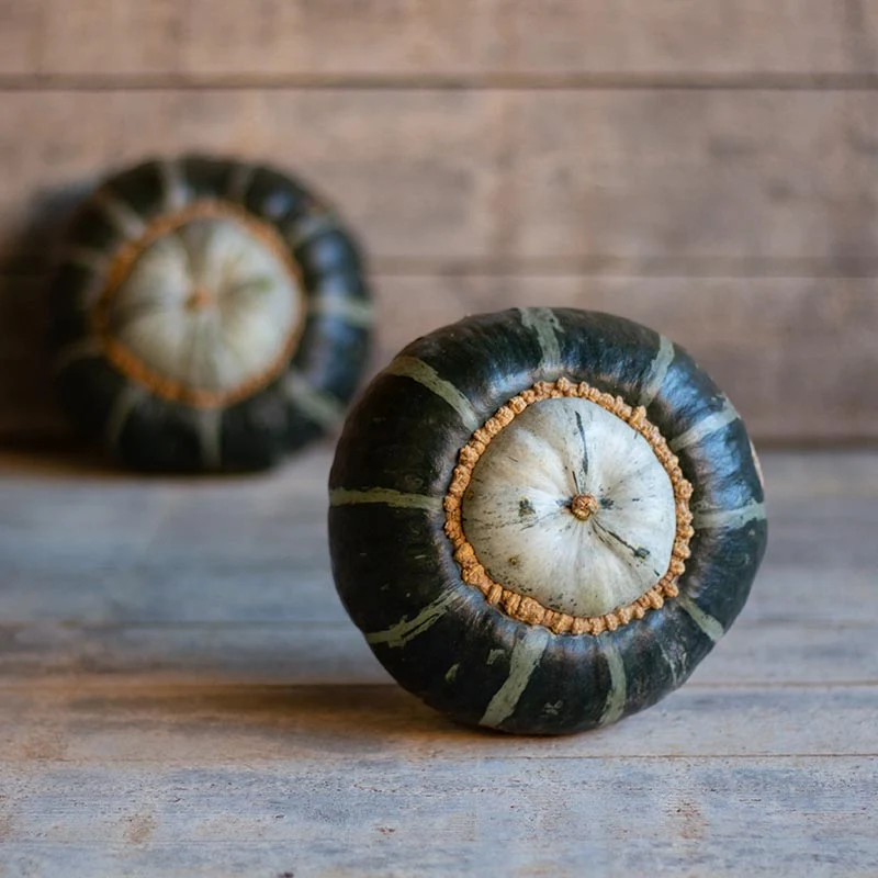 Kabocha - Bonbon F1