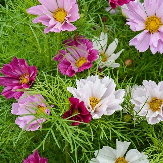 Schmuckkörbchen - Cosmos Sea Shells