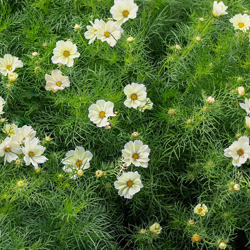 Schmuckkörbchen - Xanthos