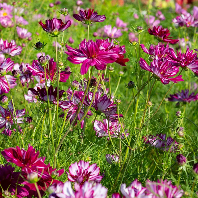 Schmuckkörbchen - Double Click Bicolour Violet