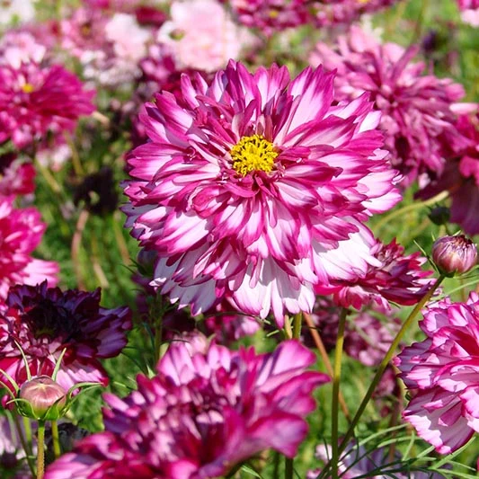 Schmuckkörbchen - Double Click Bicolour Violet