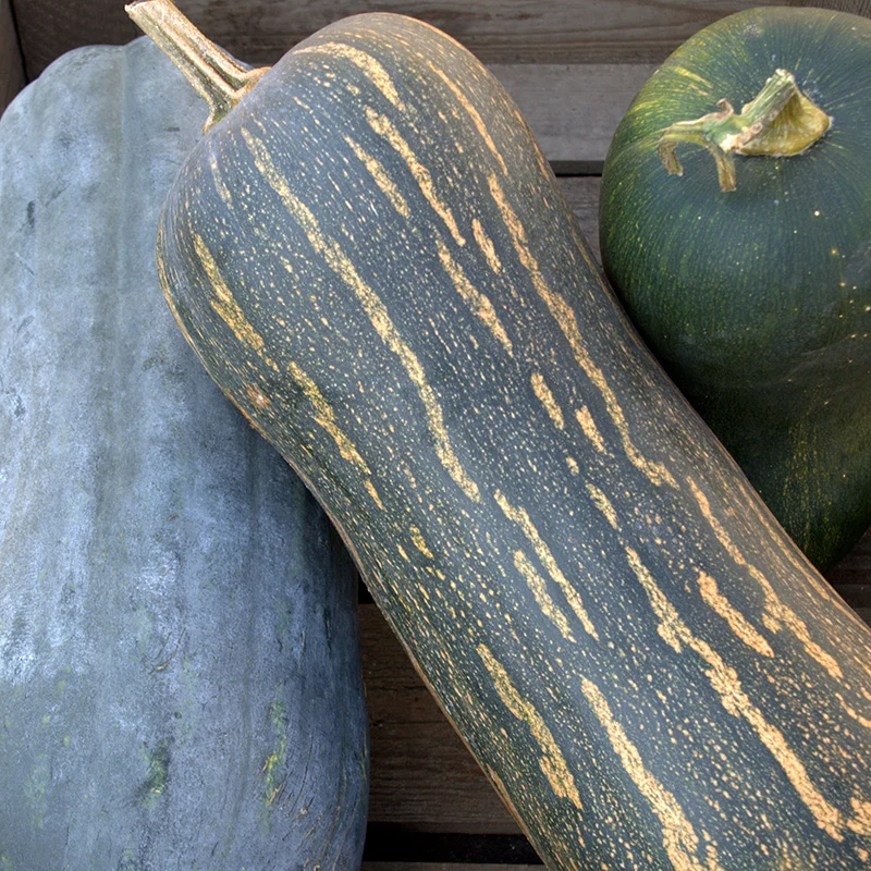 Butternut - Piena di Napoli