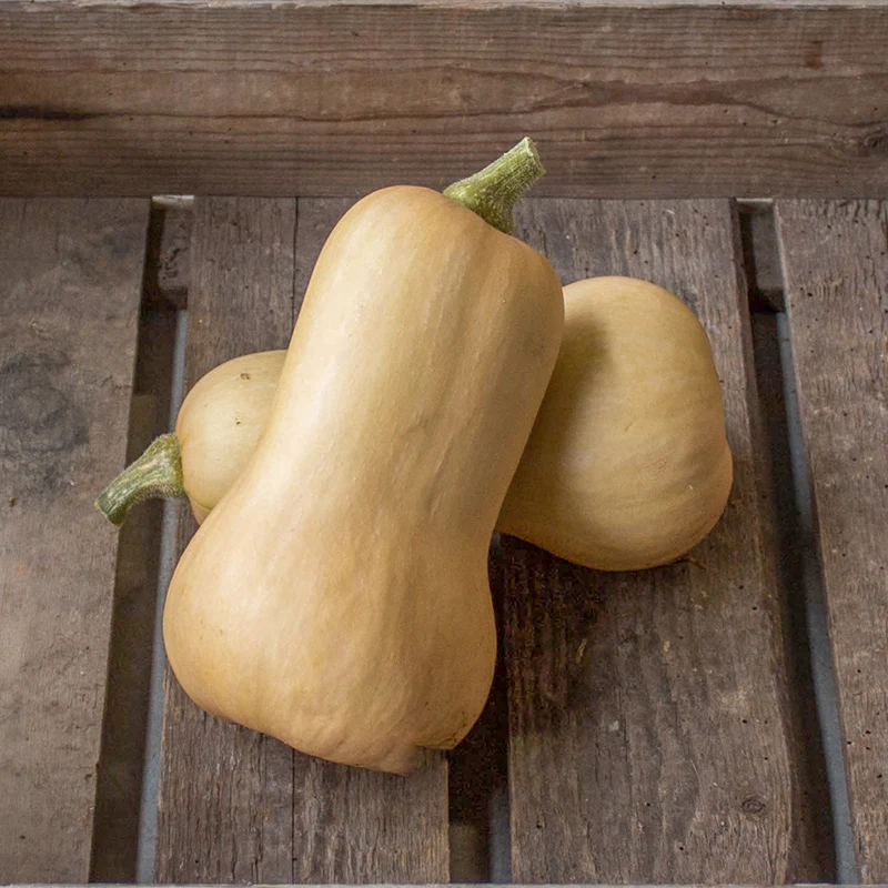 Butternut - Nutterbutter - PMT