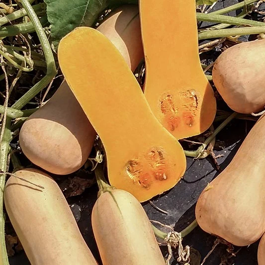 Butternut - Prism F1