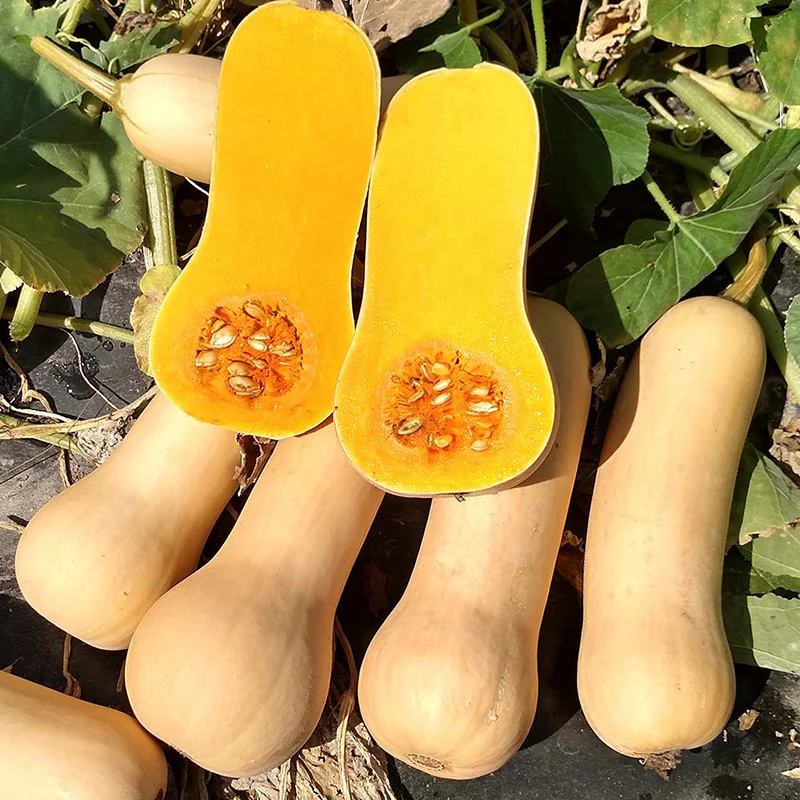 Butternut - Granite F1