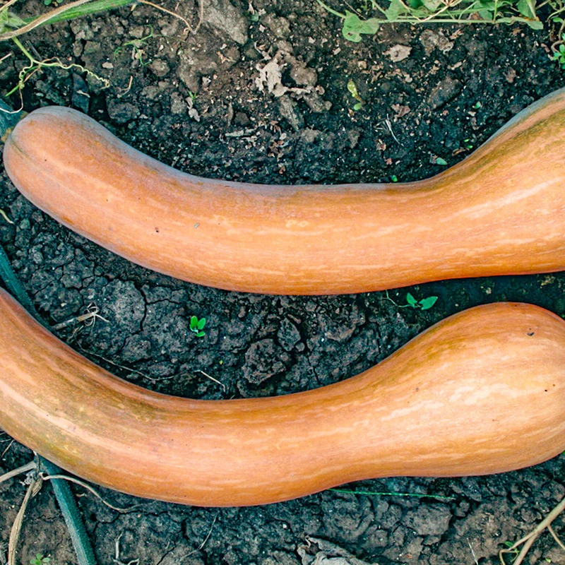 Butternut - Longue de Nice