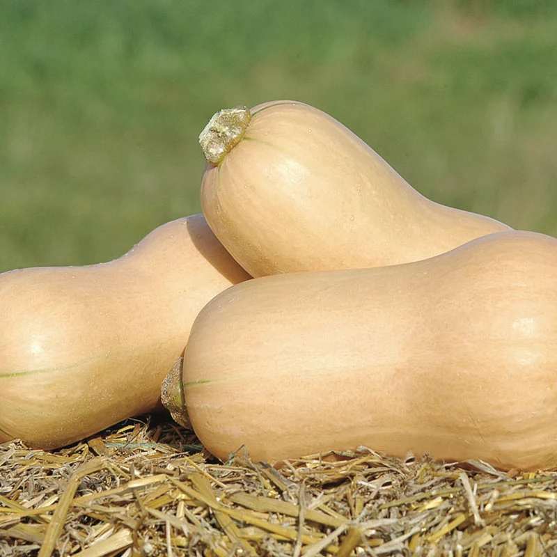 Butternut - JWS 6823 F1