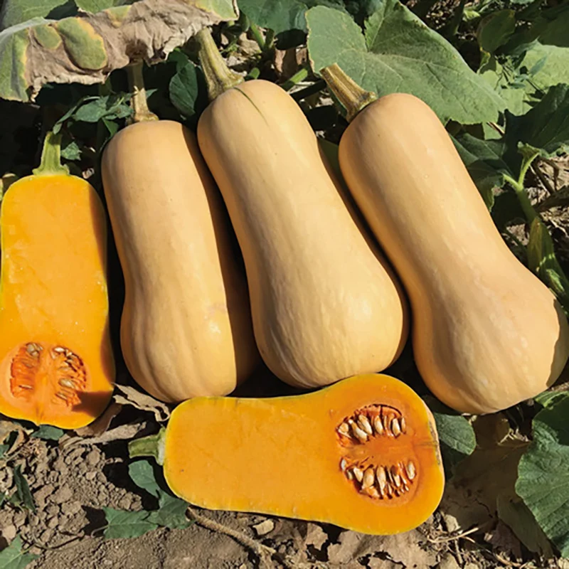 Butternut - Early Nutter F1 - PMR