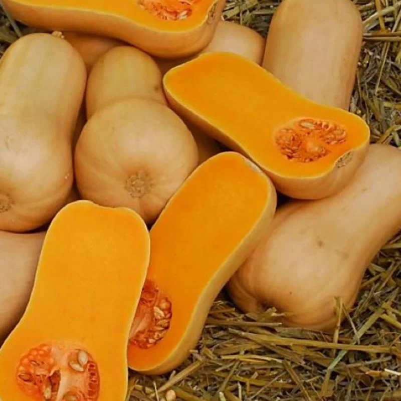 Butternut - Rochelle F1