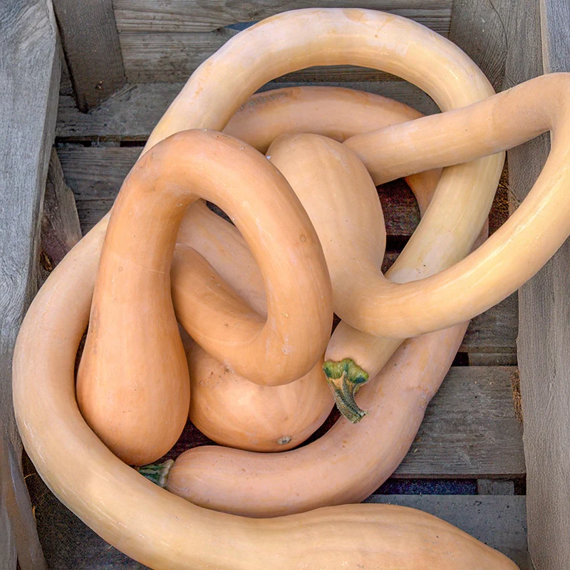 Butternut - Canadian Crookneck