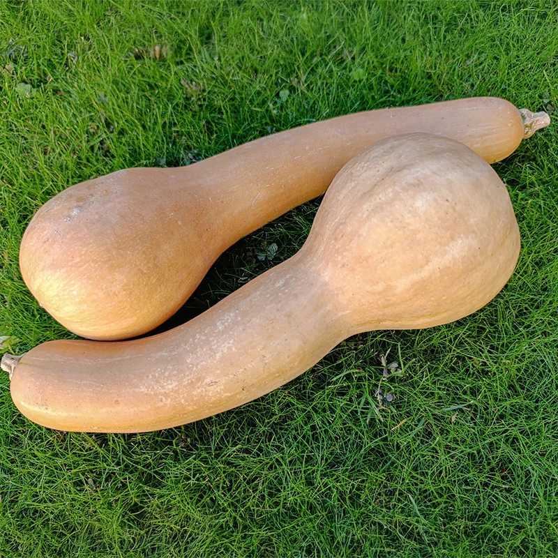 Butternut - Canadian Crookneck