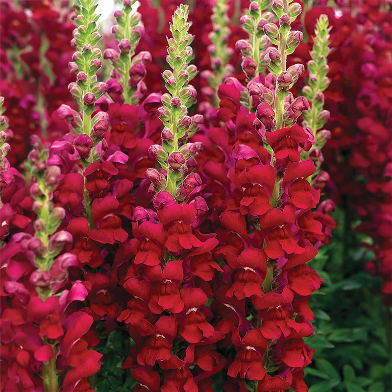 Löwenmäulchen - Opus Red F1