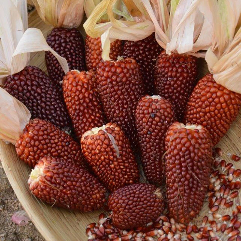 Ziermais - Strawberries