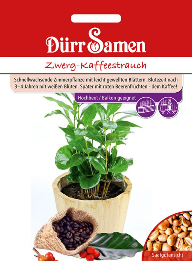 Zwerg Kaffeestrauch Saatgut