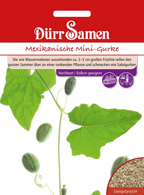 Mexikanische Mini Gurke Saatgut
