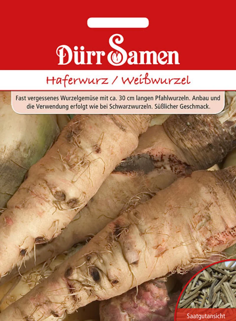 Haferwurz Weißwurzel Saatgut