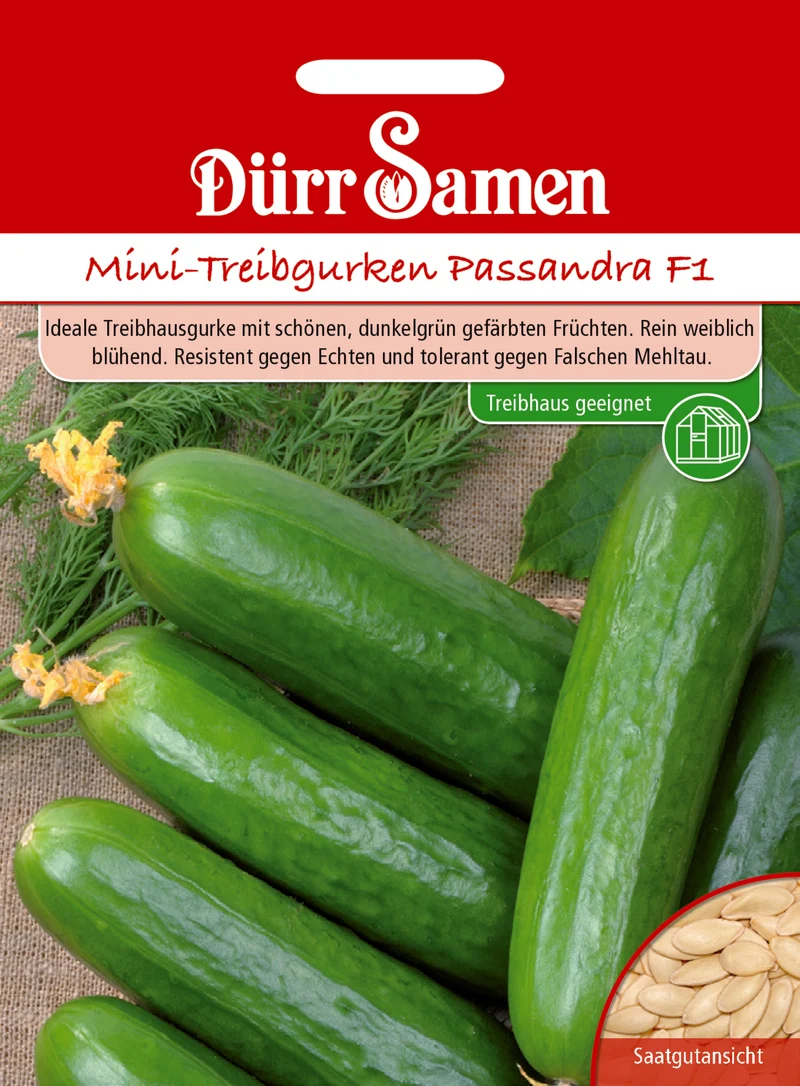 Mini Treibgurke Passandra F1 Saatgut