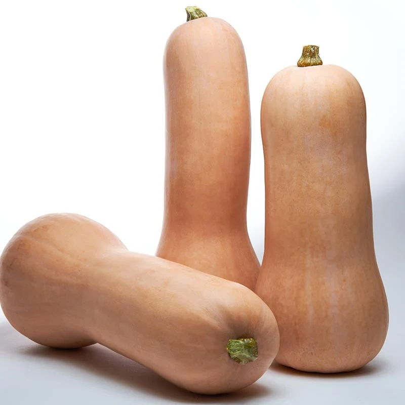 Butternut - Titan F1