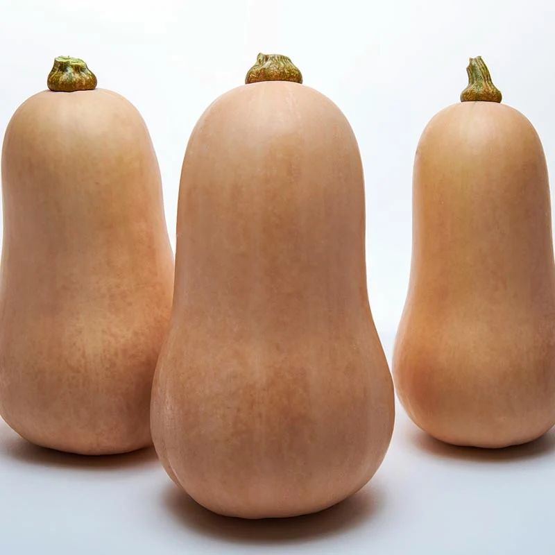 Butternut - Veenas F1