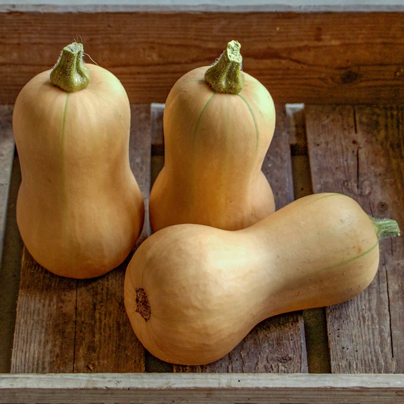 Butternut - Butterscotch F1 - PMR