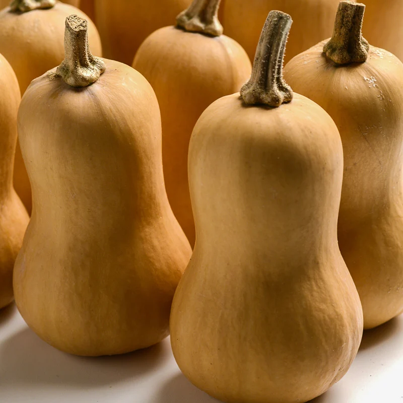 Butternut - Butterbaby F1 - PMR