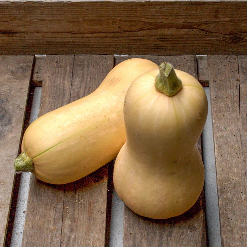 Butternut - Betternut 401 F1