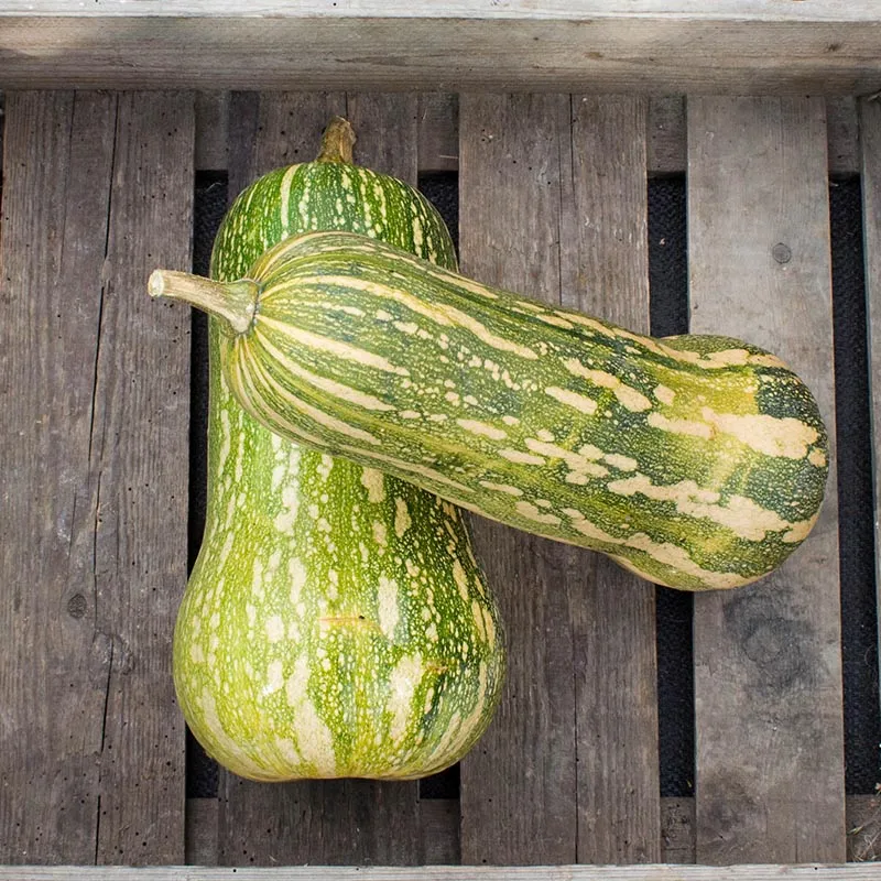 Butternut - Barbara F1