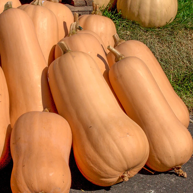 Butternut - Atlas F1