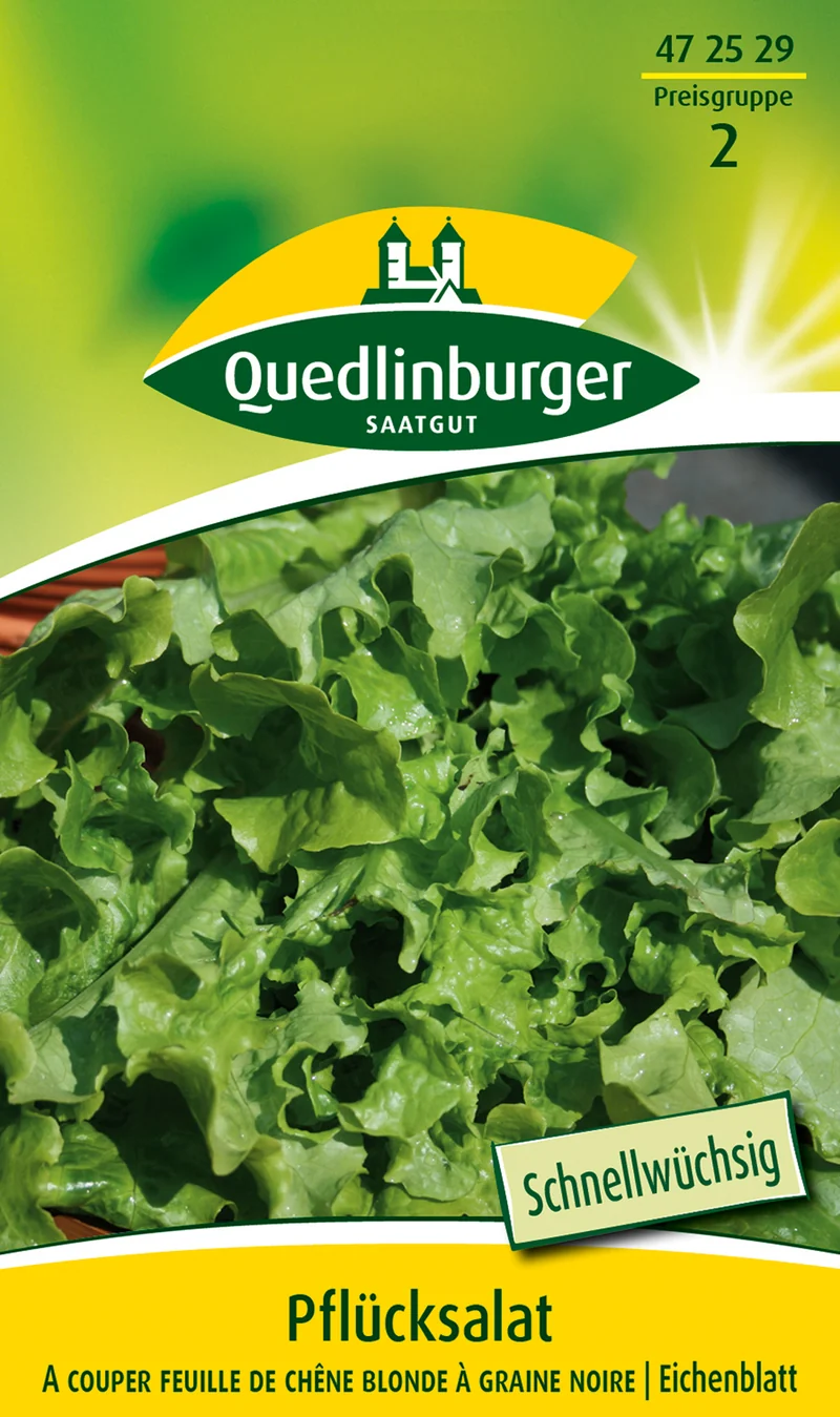 Salat A couper feuille de chen Saatgut