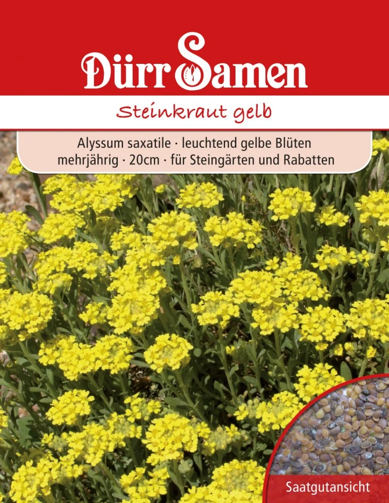 Alyssum saxatile Steinkraut Saatgut
