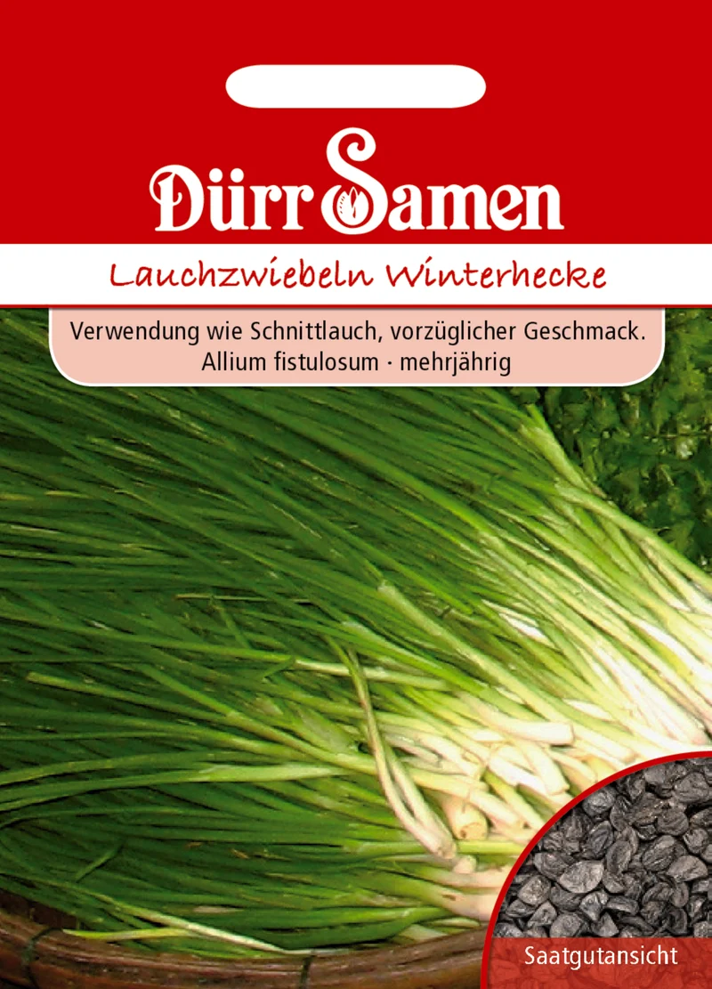 Lauchzwiebel Winterhecke Saatgut