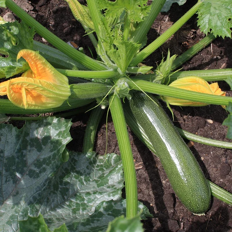 Zucchini