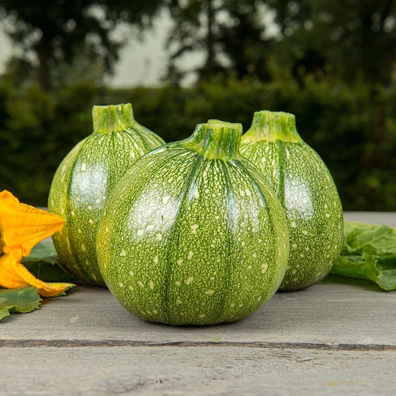 Zucchini - Ola Redonda