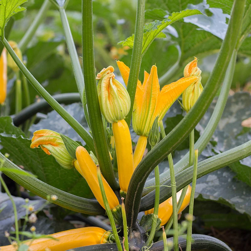 Zucchini - Golden Glory F1
