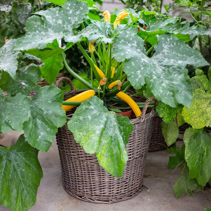 Zucchini - Golden Glory F1