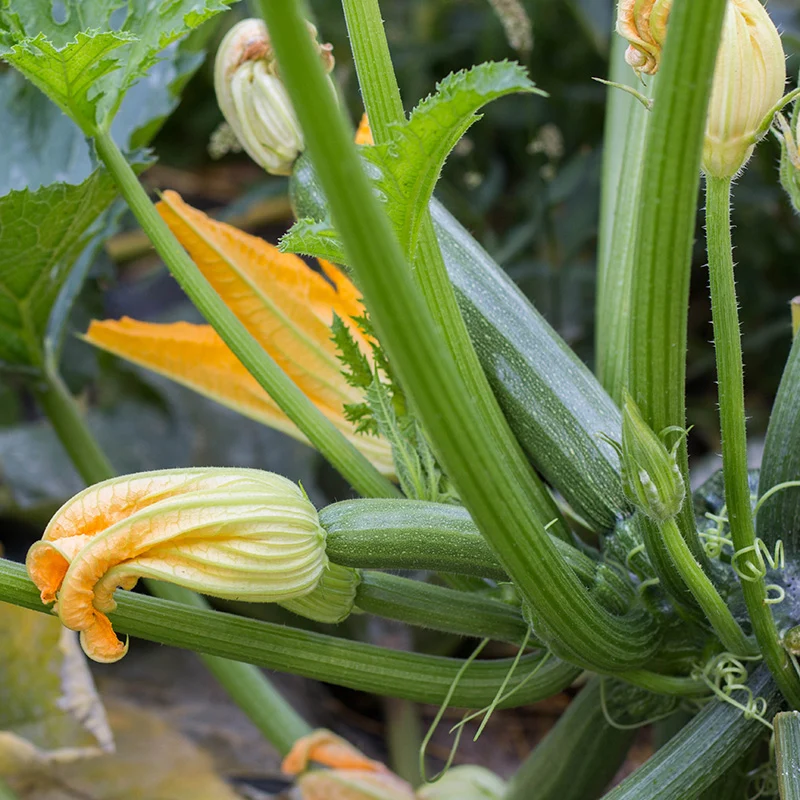 Zucchini - Diamant F1