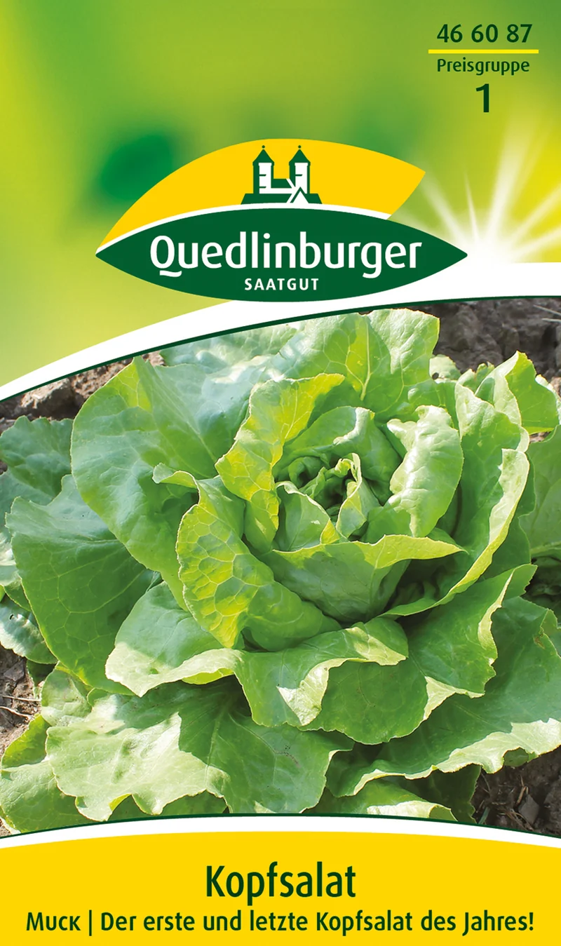 Kopfsalat Muck Saatgut
