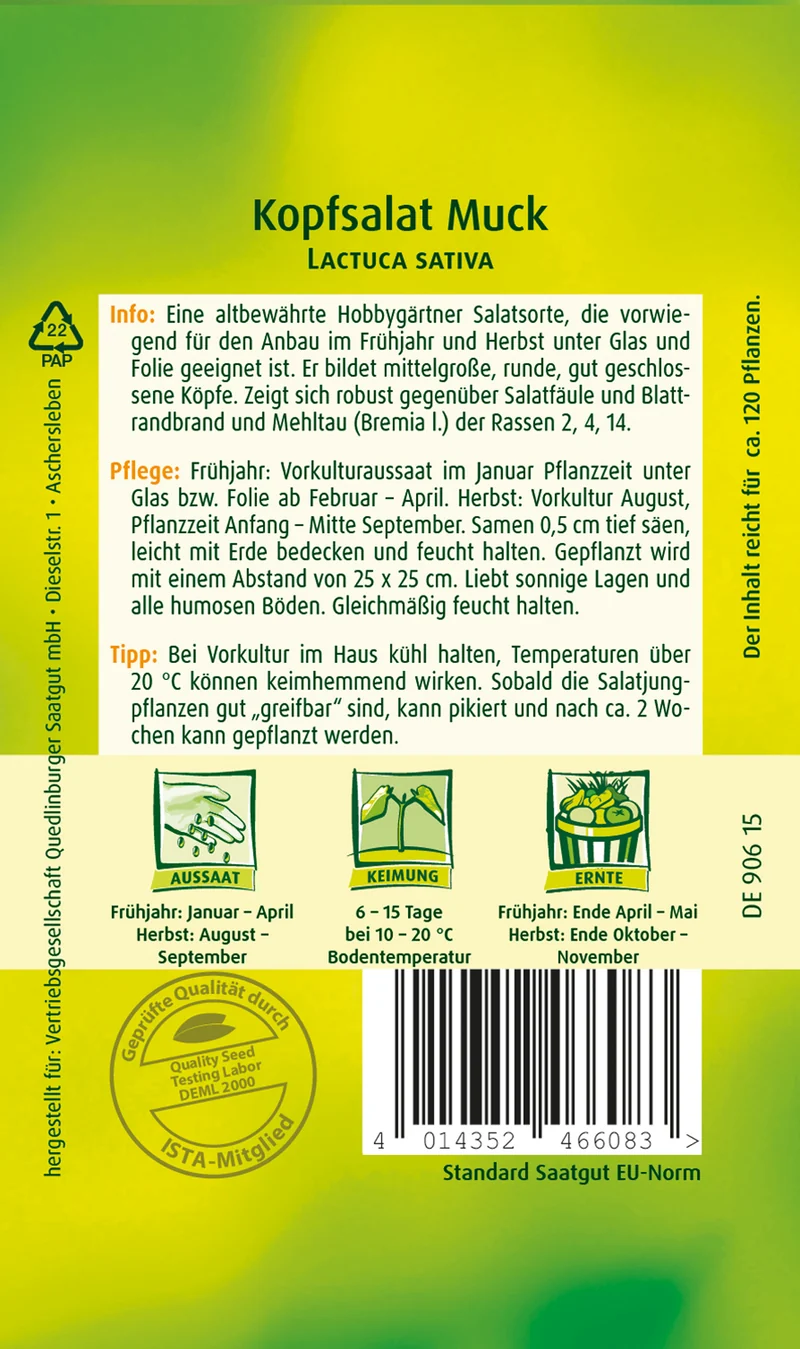 Kopfsalat Muck Saatgut