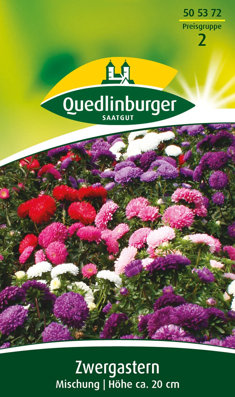 Zwerg Aster Mischung Saatgut