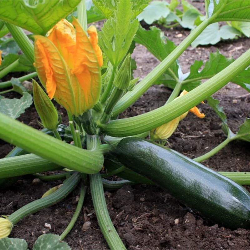 Zucchini - Black Beauty
