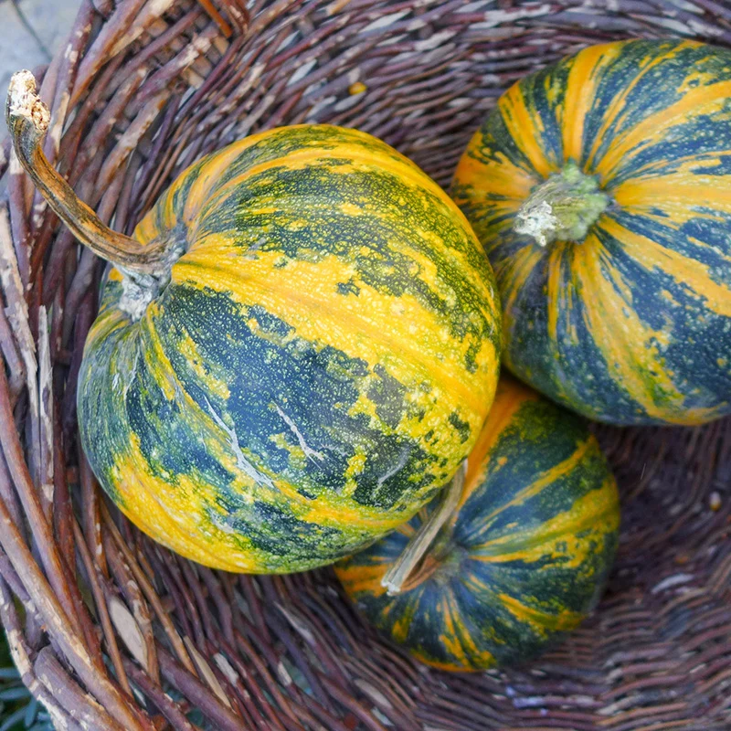 Ölkürbis- Gleisdorfer Ölkürbis