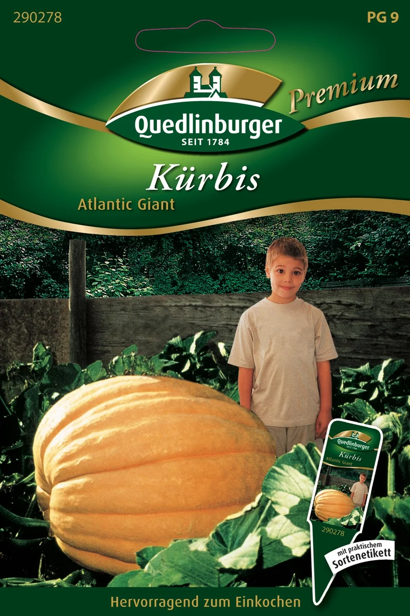 Kürbis Atlantic Giant Saatgut