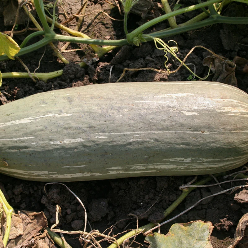 Kürbis - Guatemalan Blue Banana