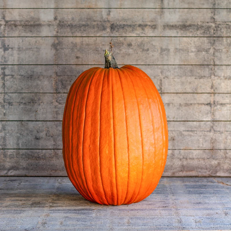 Halloween-Kürbis - Early Giant F1
