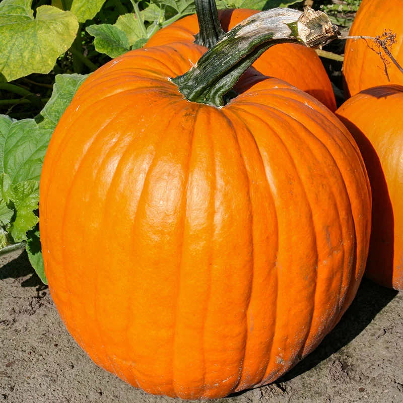 Halloween-Kürbis - Phat Jack