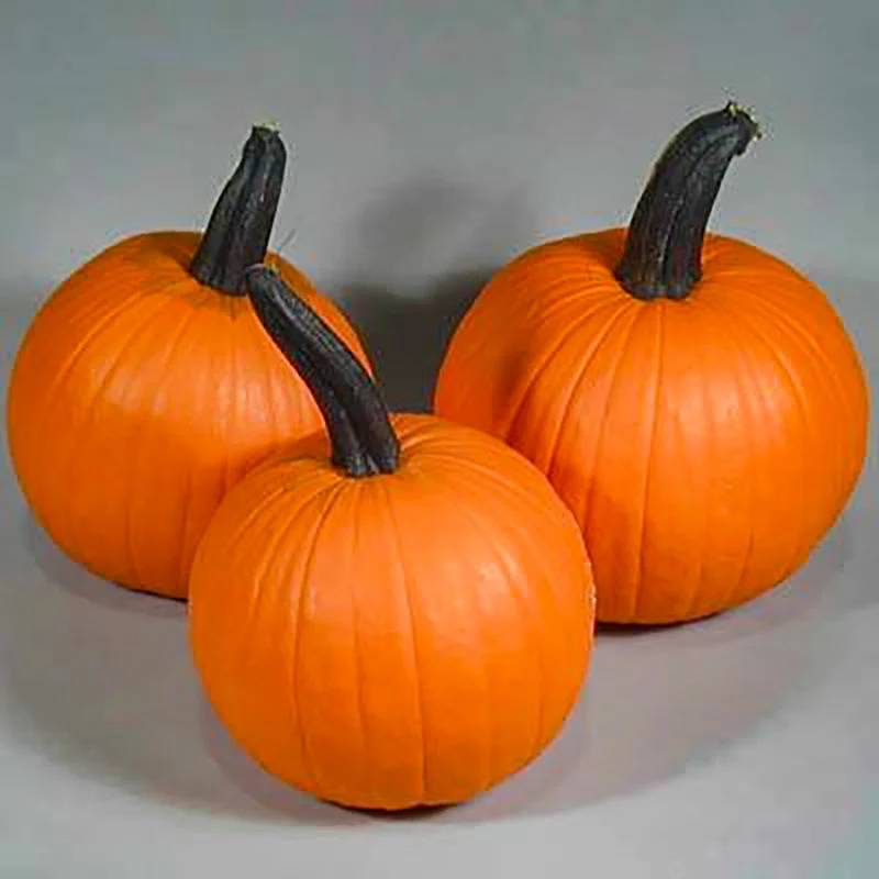 Halloween-Kürbis - Neon F1