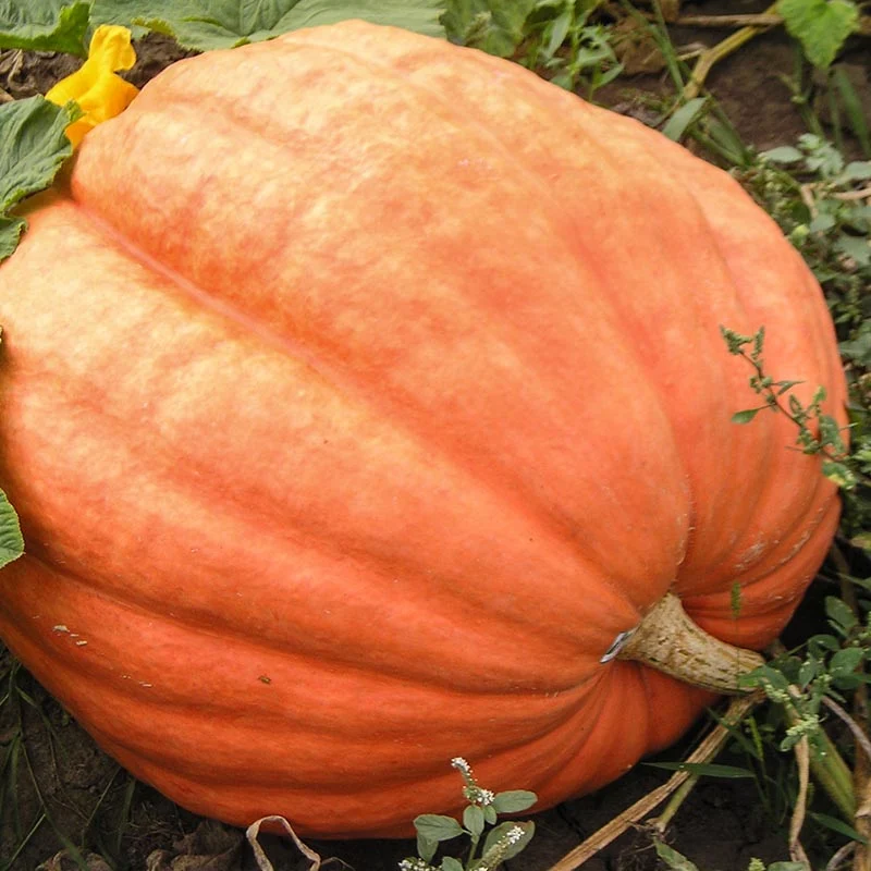 Riesenkürbis - Atlantic Giant JD