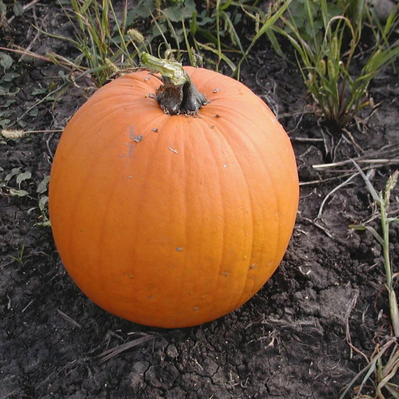 Halloween-Kürbis - Aspen F1