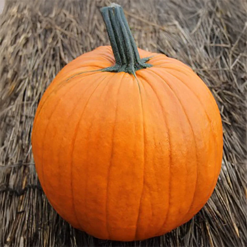 Halloween-Kürbis - Aladdin F1 - PMT